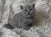 British Shorthair Kittens READY TO LEAVE