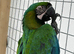 Rare stunning hybrid macaw milligold macaw