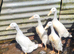 ****PUREBRED WHITE INDIAN RUNNERS****