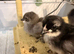 3 to 6 weeks chicks bluebelle ,pekin bantam,green eggers,silkie