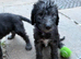 Bedlington terrier