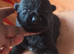 Black German Shepherd pups