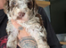 Stunning litter of F1b cockerpoos 3 merls 2 chocolat