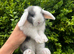 The Sweetest Baby Bunny&rsquo;s