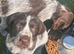 German Wirehaired Pointer Puppy