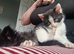 kittens needing homes