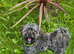 18 month adorable havanese needs a home