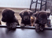 Siberian Shepsky x Weimaraner Puppies