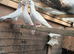 pure white pigeons