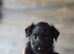 Patterdale fell terrier puppies