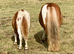 Shetland Mini Filly Foal