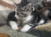 Beautiful mainecoon X British short haired kittens