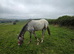 Registered partbred appoloosa
