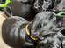 Gorgeous black Drakeshead labs looking for 5 ️ homes