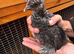 Silkie x pekin pair