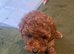 toy poodle