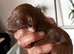 Stunning Irish Doodle Puppies