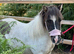 Beautiful fully registered 40&rdquo; mare