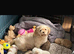 Gorgeous litter of shitzu puppies