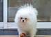 7-month-old Pomeranian boy looking for his loving new home.