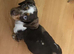 Male miniature dachshund