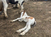 Lovely colt foal to make 14hh plus