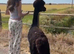 2 castrated male alpaca