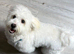 Bichon puppy