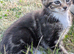 Male Kitten