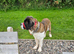 2 year old St bernard