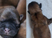 Shih tzu puppys