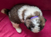 ST BERNARD PUPPIES