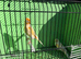 Red mosaic pair