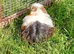 Beautiful baby male guinea pig