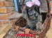 Health tested f1 cavapoo puppies