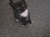 2 kittens ready to leave