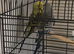 2 Young Birds + Cage &ndash; &pound;60
