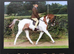 12.2hh welsh x cob mare