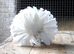 PURE WHITE/WHITE WITH BLACK TAILS FANTAILS (PERMANENTLY ERECTED TAILS)