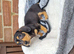2 Beautiful Mini Dachshunds for sale