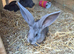 Pure giant continental rabbits