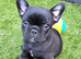 Stunning French Bulldog Puppies in Slough &mdash; New and Classic Colours️