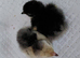 Chicks for sale