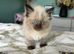 2 male rag doll kittens