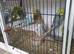 Budgies