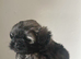 Shih-poo