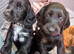 Working cocker spaniels