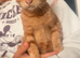 Kittens for rehome