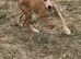 Saluki greyhound