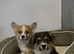 Stunning tri-coloured male Welsh Pembroke Corgi